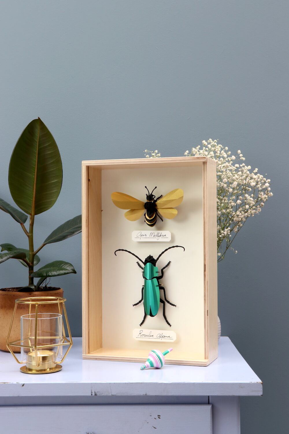 Rosalia Beetle - Kit insecte en carton Assembli 