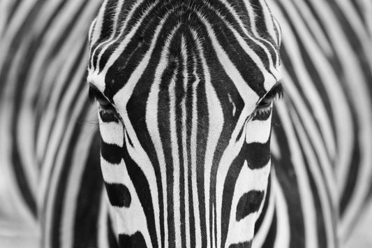 Zebra - Décoration murale IXXI 